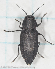 Melanophila acuminata