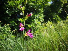 Gladiolus italicus