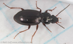 Pterostichus riparius