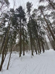 Picea × fennica