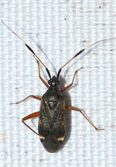 Closterotomus biclavatus