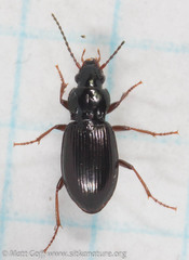 Pterostichus riparius