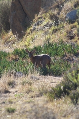 Raphicerus melanotis