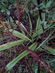 Hypoxis rigidula