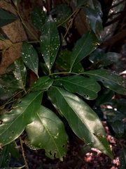 Cryptocarya triplinervis triplinervis