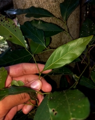 Cryptocarya triplinervis triplinervis