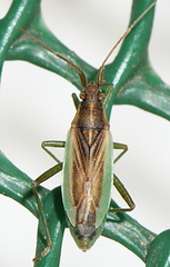 Stenodema holsata