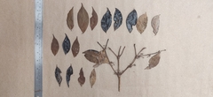 Tricalysia