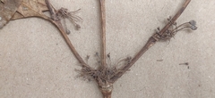 Tricalysia