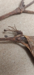 Tricalysia