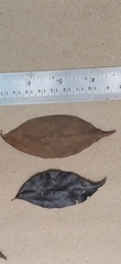 Tricalysia