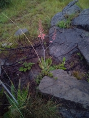 Aloe transvaalensis