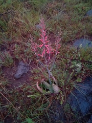 Aloe transvaalensis