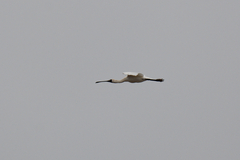 Platalea minor
