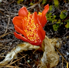 Haemanthus coccineus
