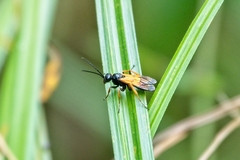 Priocnemis conformis