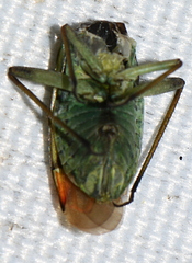 Actinonotus pulcher