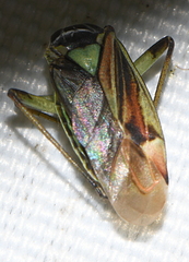 Actinonotus pulcher