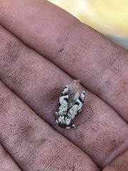 Leptostylus asperatus