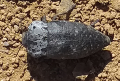 Capnodis tenebricosa