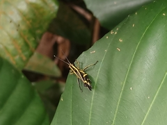 Traulia azureipennis
