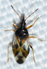 Anthocoris nemorum