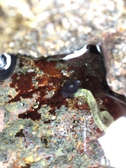 Spirobranchus cariniferus