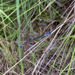 Pseudagrion salisburyense