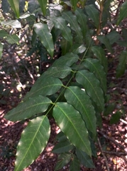 Flindersia xanthoxyla