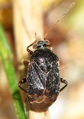 Charagochilus