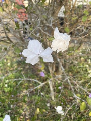 Brunfelsia uniflora