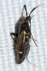 Cremnocephalus alpestris
