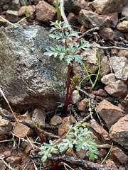 Cymopterus terebinthinus californicus