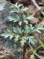 Cymopterus terebinthinus californicus
