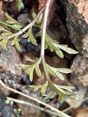 Cymopterus terebinthinus californicus