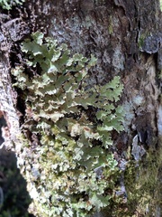 Pseudocyphellaria glabra
