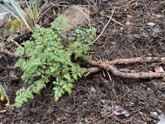 Cymopterus terebinthinus californicus