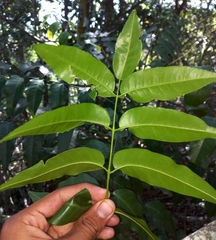 Flindersia xanthoxyla