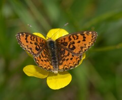 Melitaea trivia