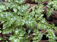 Cymopterus terebinthinus californicus