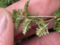 Cymopterus terebinthinus californicus