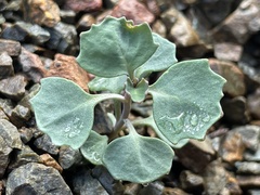 Streptanthus morrisonii