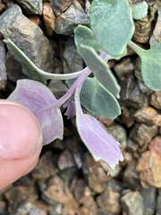 Streptanthus morrisonii