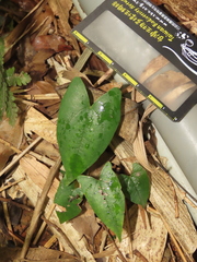 Asarum