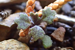 Streptanthus barbiger