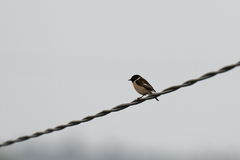 Saxicola stejnegeri