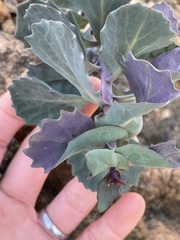 Streptanthus morrisonii