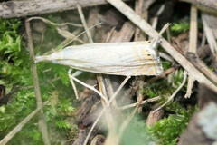 Crambus albellus