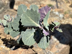 Streptanthus morrisonii