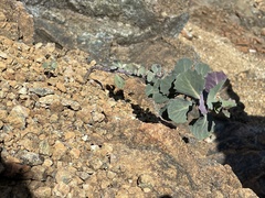 Streptanthus morrisonii